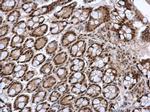FOXI1 Antibody in Immunohistochemistry (Paraffin) (IHC (P))