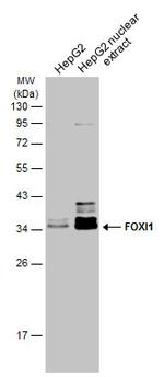 FOXI1 Antibody in Western Blot (WB)