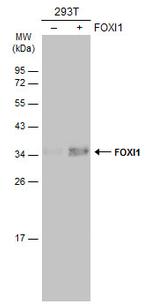 FOXI1 Antibody in Western Blot (WB)