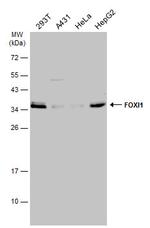 FOXI1 Antibody in Western Blot (WB)
