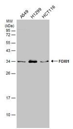 FOXI1 Antibody in Western Blot (WB)