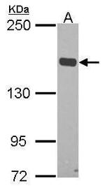 FLII Antibody in Western Blot (WB)