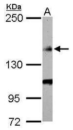 FLII Antibody in Western Blot (WB)
