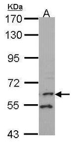 FMO1 Antibody in Western Blot (WB)