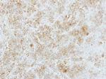 FMO5 Polyclonal Antibody
