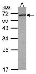 FMO5 Antibody in Western Blot (WB)