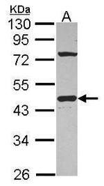 GNAI1 Antibody in Western Blot (WB)