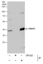 GNAO1 Antibody in Immunoprecipitation (IP)