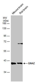 GNAZ Antibody in Western Blot (WB)