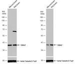 GNAZ Polyclonal Antibody