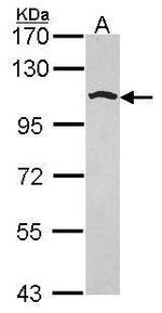 Golgin-97 Antibody in Western Blot (WB)