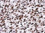 Histone H1 Antibody in Immunohistochemistry (Paraffin) (IHC (P))