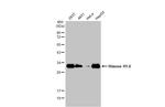 Histone H1 Antibody in Western Blot (WB)