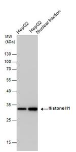 Histone H1 Antibody in Western Blot (WB)
