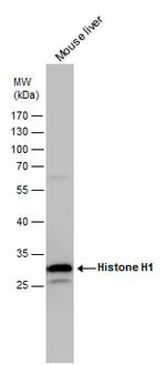 Histone H1 Antibody in Western Blot (WB)
