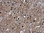 Histone H1 Antibody in Immunohistochemistry (Paraffin) (IHC (P))