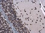 Histone H1 Antibody in Immunohistochemistry (Paraffin) (IHC (P))