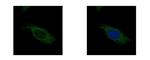 HSD17B3 Polyclonal Antibody