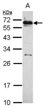 HSF2 Antibody in Western Blot (WB)
