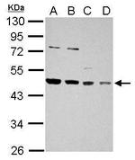 HDJ2 Polyclonal Antibody