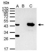 IDH1 Antibody in Immunoprecipitation (IP)