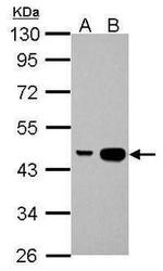 IDH1 Antibody in Western Blot (WB)