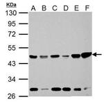IDH1 Antibody in Western Blot (WB)