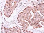 IDH2 Antibody in Immunohistochemistry (Paraffin) (IHC (P))