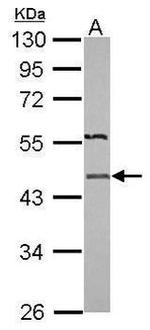 IDH2 Antibody in Western Blot (WB)