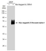 IL13RA1 Polyclonal Antibody