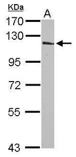 INPP4A Polyclonal Antibody