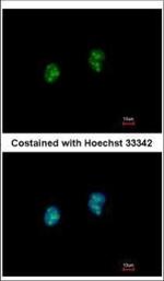 ISG20 Polyclonal Antibody