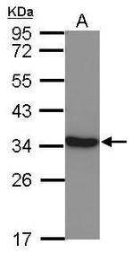 LDHC Antibody in Western Blot (WB)