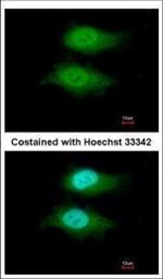 VWA5A Polyclonal Antibody
