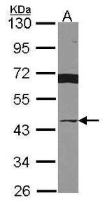 VWA5A Antibody in Western Blot (WB)