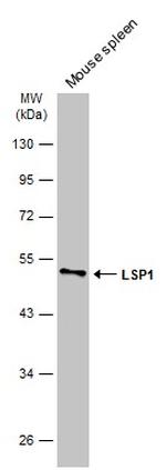 LSP1 Polyclonal Antibody