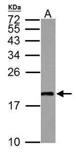 MAFG Antibody in Western Blot (WB)