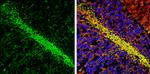 MAG Antibody in Immunohistochemistry (Frozen) (IHC (F))