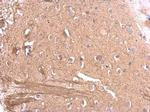 MAG Polyclonal Antibody