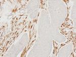 MOCS2 Polyclonal Antibody