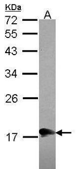 MOCS2 Antibody in Western Blot (WB)