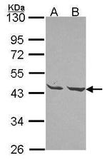 MPI Antibody in Western Blot (WB)