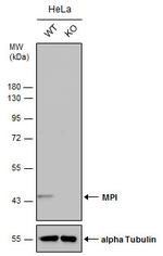 MPI Antibody in Western Blot (WB)