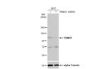 TRIM37 Antibody in Western Blot (WB)