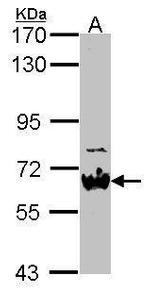 NAB2 Polyclonal Antibody