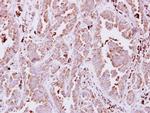 NAGLU Antibody in Immunohistochemistry (Paraffin) (IHC (P))