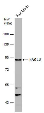 NAGLU Antibody in Western Blot (WB)