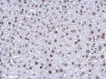 NFYB Antibody in Immunohistochemistry (Paraffin) (IHC (P))