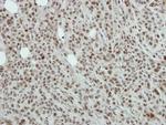 NFYB Antibody in Immunohistochemistry (Paraffin) (IHC (P))
