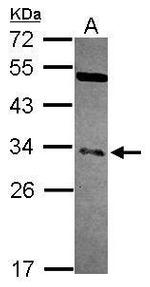 NFYB Antibody in Western Blot (WB)